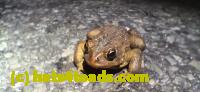 /home//u458753944/public_html/sourcegallery//Roxborough Toad Detour/2025/2025-03-16/20250316_193623[1].jpg